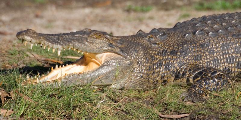 FF187mw.jpg - Saltwater Crocodile - Corroboree Billabong, Mary River, NT