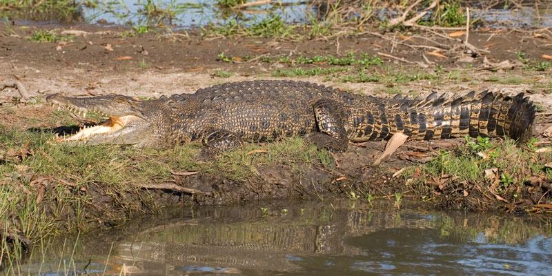 FF188mw.jpg - Saltwater Crocodile - Corroboree Billabong, Mary River, NT