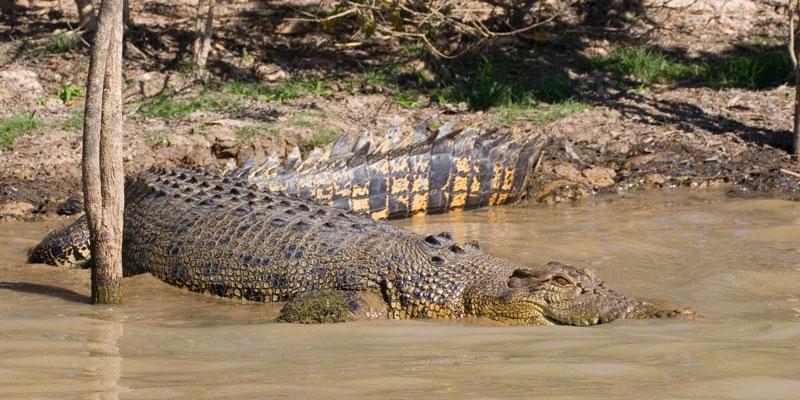 FF191mw.jpg - Saltwater Crocodile - Corroboree Billabong, Mary River, NT