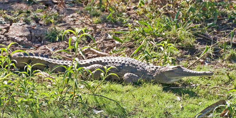 FF192mw.jpg - Freshwater Crocodile - Corroboree Billabong, Mary River, NT