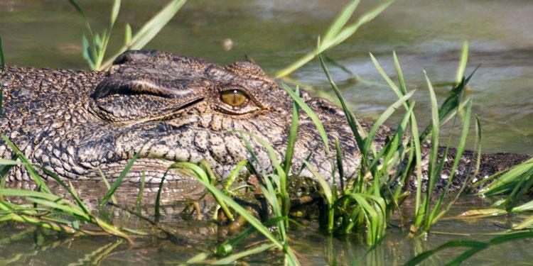 FF261mw.jpg - Saltwater Crocodile - Corroboree Billabong, Mary River, NT