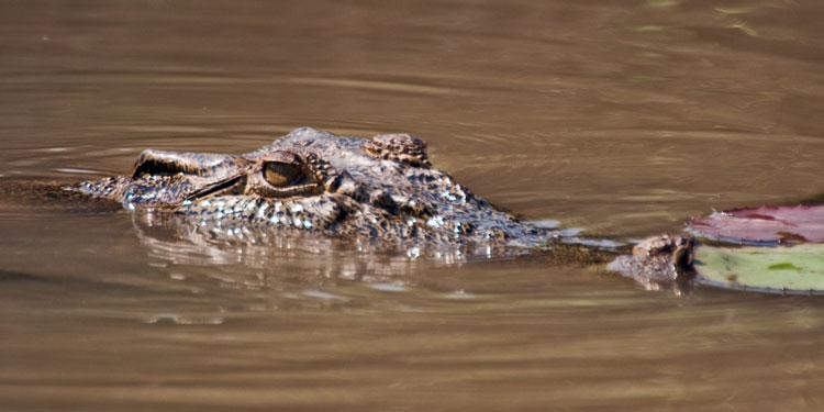 FF265mw.jpg - Saltwater Crocodile - Corroboree Billabong, Mary River, NT