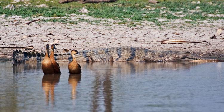 FF268mw.jpg - Freshwater Crocodile with Ducks - Corroboree Billabong, Mary River, NT