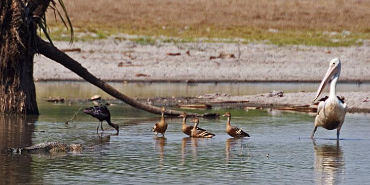 FF269mw.jpg - Stalking Crocodile - Corroboree Billabong, Mary River, NT