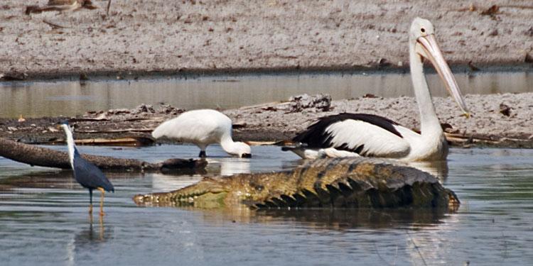 FF270mw.jpg - Crocodile with friends - Corroboree Billabong, Mary River, NT