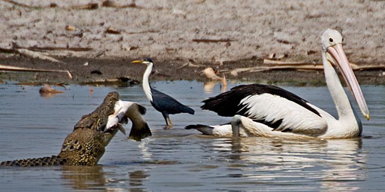 FF271mw.jpg - Jealous Pelican - Corroboree Billabong, Mary River, NT