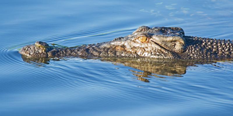 FF377mw.jpg - Saltwater Crocodile - Yellow Waters, Kakadu, NT