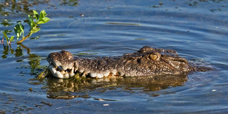 FF379mw.jpg - Saltwater Crocodile - Yellow Waters, Kakadu, NT