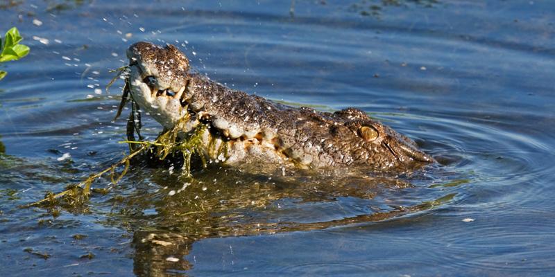 FF380mw.jpg - Saltwater Crocodile - Yellow Waters, Kakadu, NT