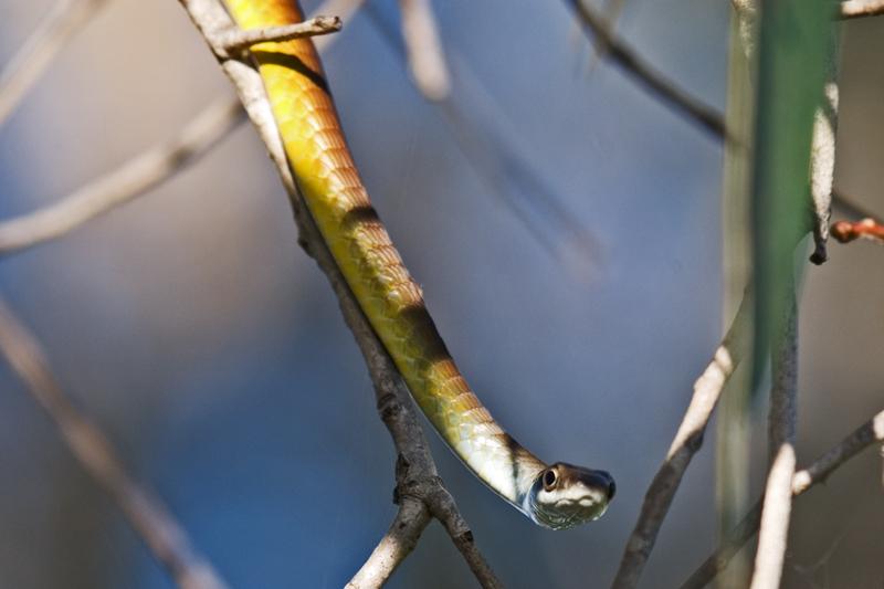 FF381mw.jpg - Golden Tree Snake - Yellow Waters, Kakadu, NT