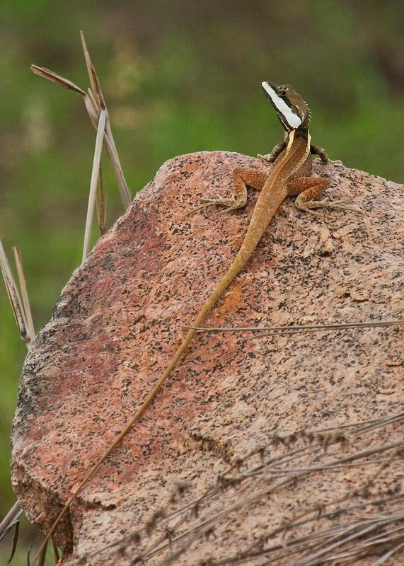 IMG_0023mw.jpg - Gilberts Dragon (Lophognathus gilberti) - East Arm Boat Ramp, Darwin, NT