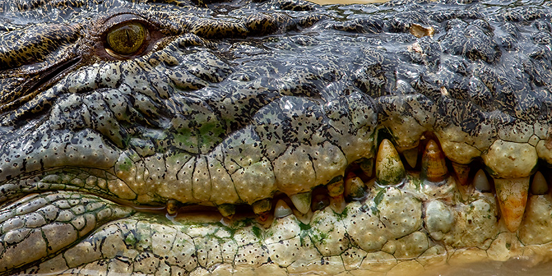 _MG_2572mw.jpg - Saltwater Crocodile - Adelaide River, NT