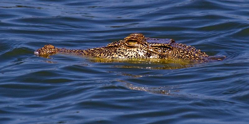 _MG_3608mp.jpg - Saltwater Crocodile - Leanyer Sewerage Ponds, Leanter, NT