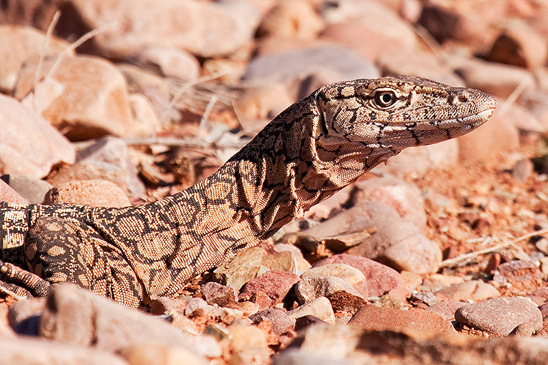 _MG_4709mw.jpg - Perentie (Varanus giganteus) - West MacDonell Ranges, Central Australia, NT