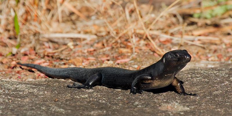 _MG_6853m1w.jpg - King's Skink (Egernia kingii) - Mt Melville, Albany, WA