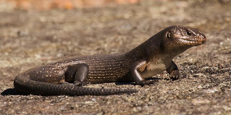 _MG_6894mw.jpg - King's Skink (Egernia kingii) - Mt Melville, Albany, WA