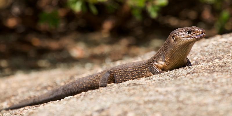 _MG_7630mw.jpg - King's Skink (Egernia kingii) - Mt Melville, Albany, WA