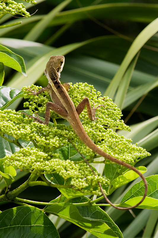 _MG_7991mw.jpg - Gilberts Dragon (Lophognathus gilberti) - Millner, Darwin, NT