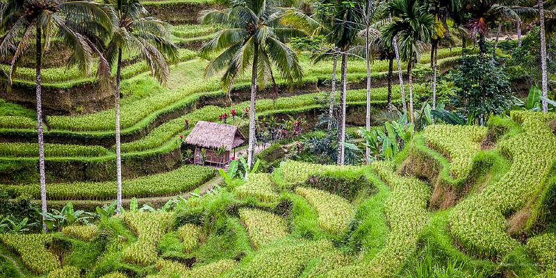 20111027-_MG_5238.jpg - Terraces of Tegalalang - Bali, Indonesia