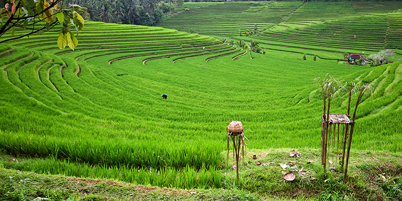 _MG_1608mw.jpg - Rice Terraces at Belinbing