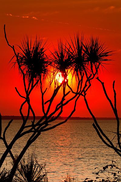 20110911-_mg_4570mw.jpg - Pandanus Silhouette - Vesteys Beach, Darwin. NT