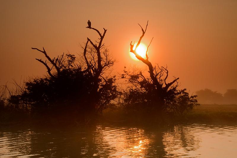 20111002-_MG_4813-2mw.jpg - Sentinel in the Mist - Corroboree Billabong, NT