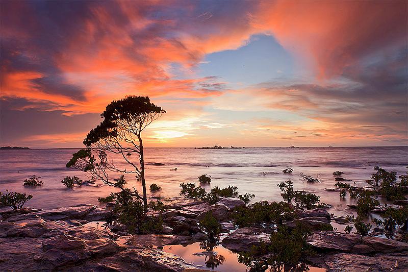 20111209_MG_6013mw.jpg - Lone Tall Mangrove - Nightcliff, NT