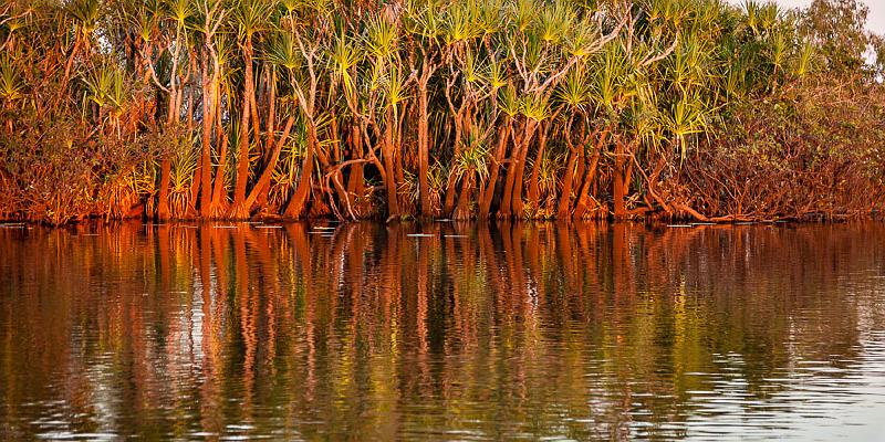20120611-_MG_8416.jpg - Pandanus Sunrise - Corroboree Billabong, NT