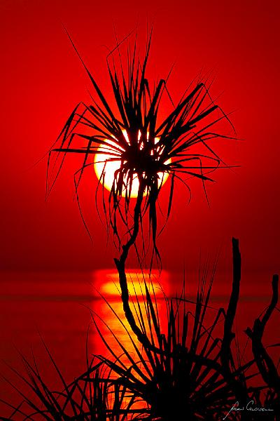 20120730-_MG_9106.jpg - Pandanus Silhouette - Nightcliff, Darwin, NT