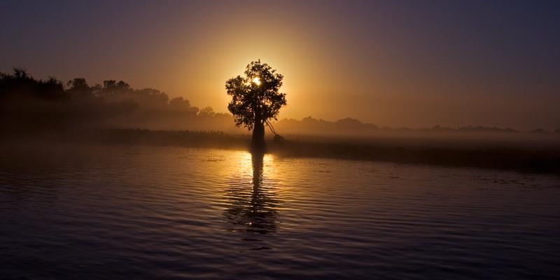 IMG_4083mw.jpg - Enlightened Tree - Corroboree Billabong, Mary River