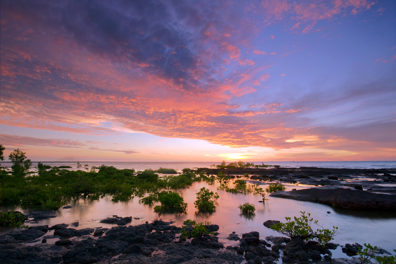 _MG_0237mw.jpg - Mangroves at East Point, Darwin, NT.
