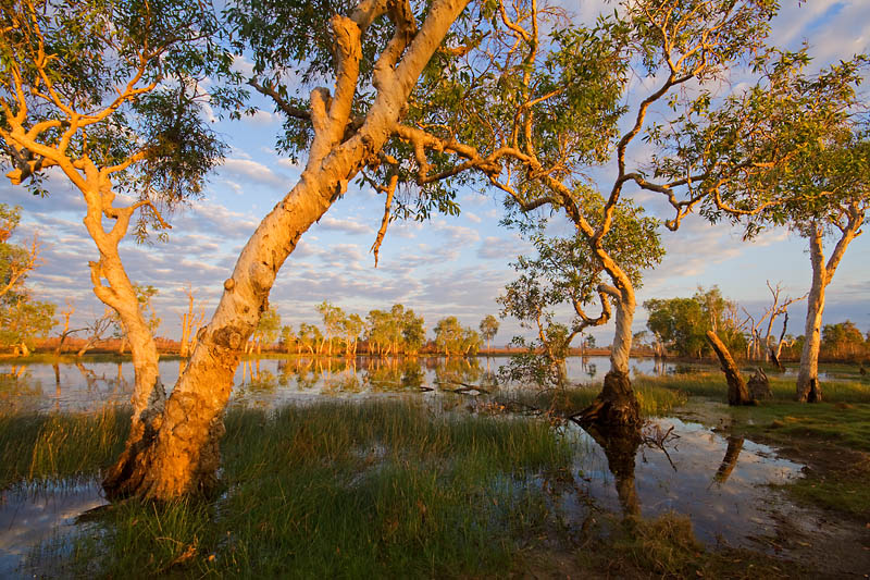 _MG_0835mw.jpg - Golden Paperbarks II - Marrakai Billabong, NT.