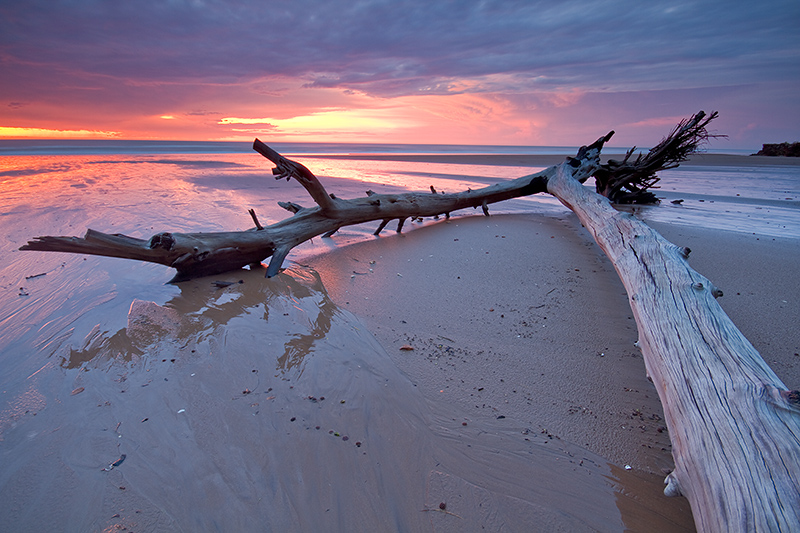 _MG_3008mw.jpg - Dripstone Driftwood - Casuarina Beach, Darwin, NT