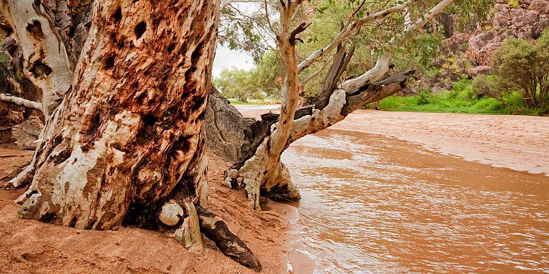 _MG_4416mp.jpg - River Gums - Jessie Gap, Alice Springs, NT