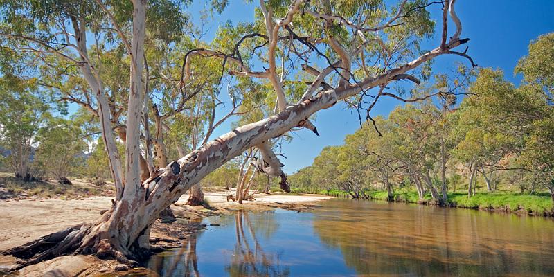 _MG_4719mp.jpg - Leaning Tree - Ormiston Gorge, NT