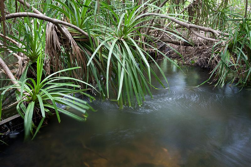 20111229-_MG_6211.jpg - Pandanus - Coomalie Creek, NT