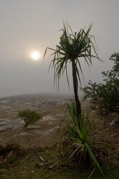 IMG_3697mw.jpg - Foggy Sunrise - Rapid Creek, Darwin