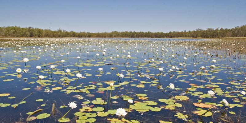LS198mw.jpg - Lillies - Leaning Tree Lagoon, Mary River