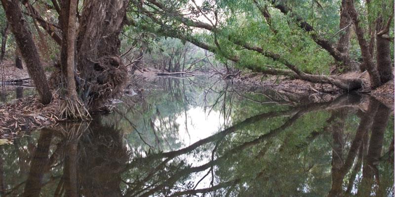 LS223mw.jpg - Billabong Reflections - Adelaide River, Marrakai