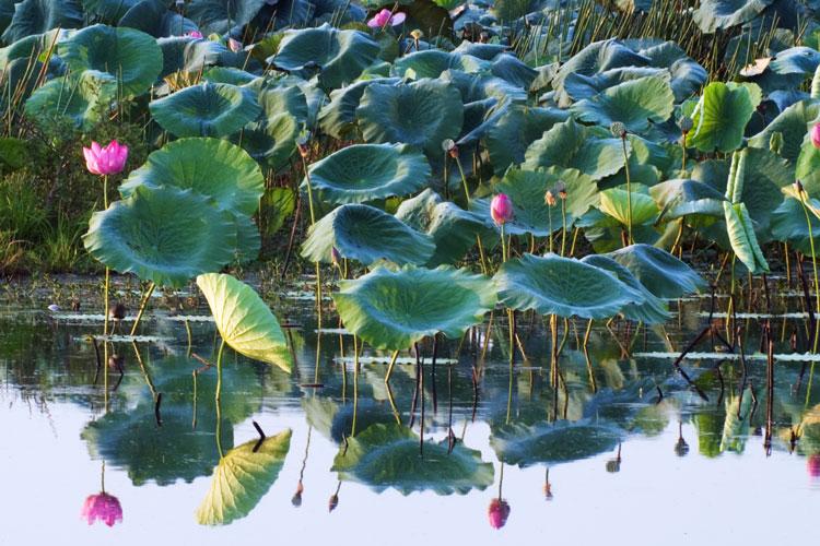 LS242mw.jpg - Lotus Lillies - Fogg Dam, NT