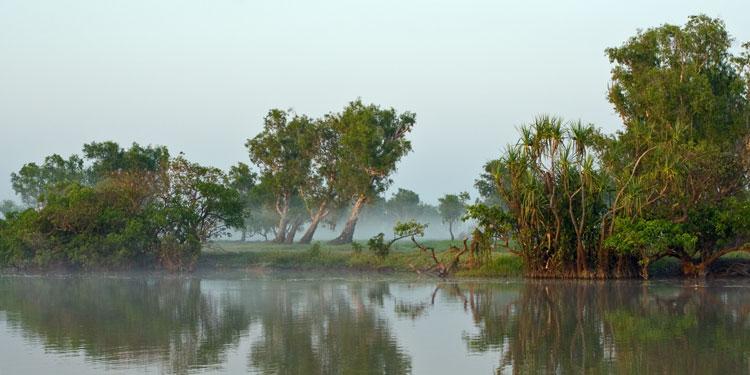 LS248mw.jpg - Mist among the Trees - Corroboree Billabong