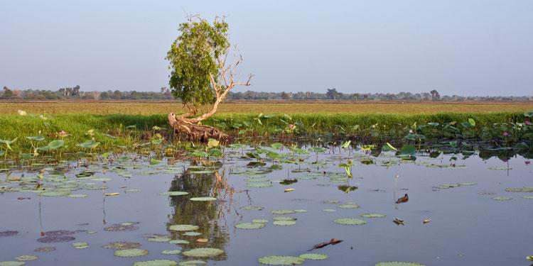 LS254mw.jpg - Tree on the Floodplain - Corroboree Billabong