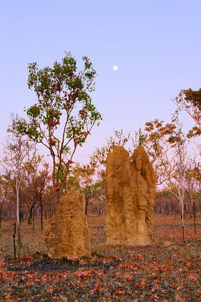_MG_0312mfw.jpg - Full moon over Termite Mounds - Pine Creek