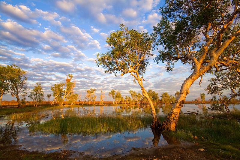 _MG_0841mwp.jpg - Melaleuca Reflections - Marrakai
