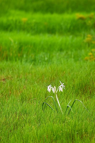 _MG_4336mw.jpg - Lily on Fogg - Fogg Dam, Humpty Doo
