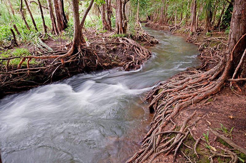 _MG_4404mw.jpg - Rooted Waterway II - Rapid Creek, Darwin