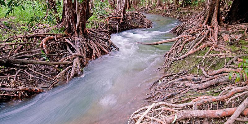 _MG_4412mp.jpg - Rooted Waterway - Rapid Creek, Darwin
