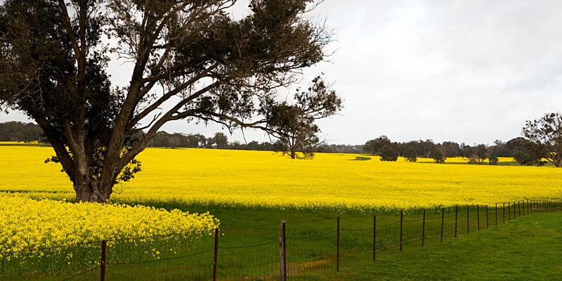 IMG_4460mw.jpg - Canola flowers - Kojonup