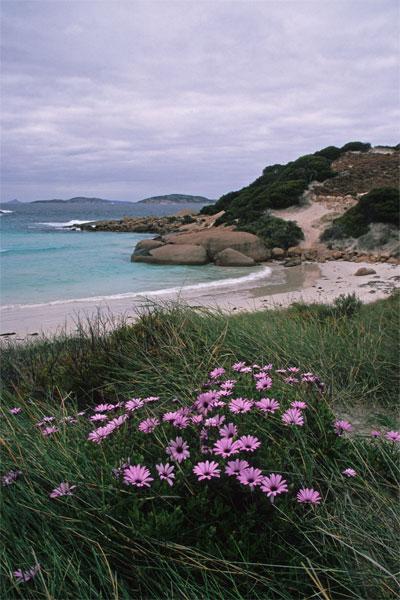 LS23mw.jpg - Flowers Twilight Beach - Esperance