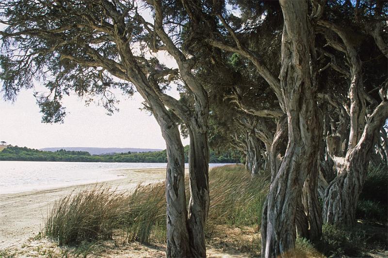 LS6mw.jpg - Trees - Nannup Estuary, Albany